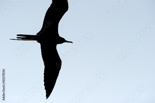 Bird Flying Silhouette Isolated Closeup