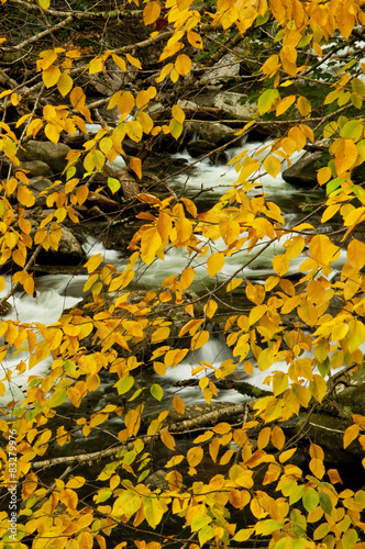 Orange leaves hang over a white water stream.