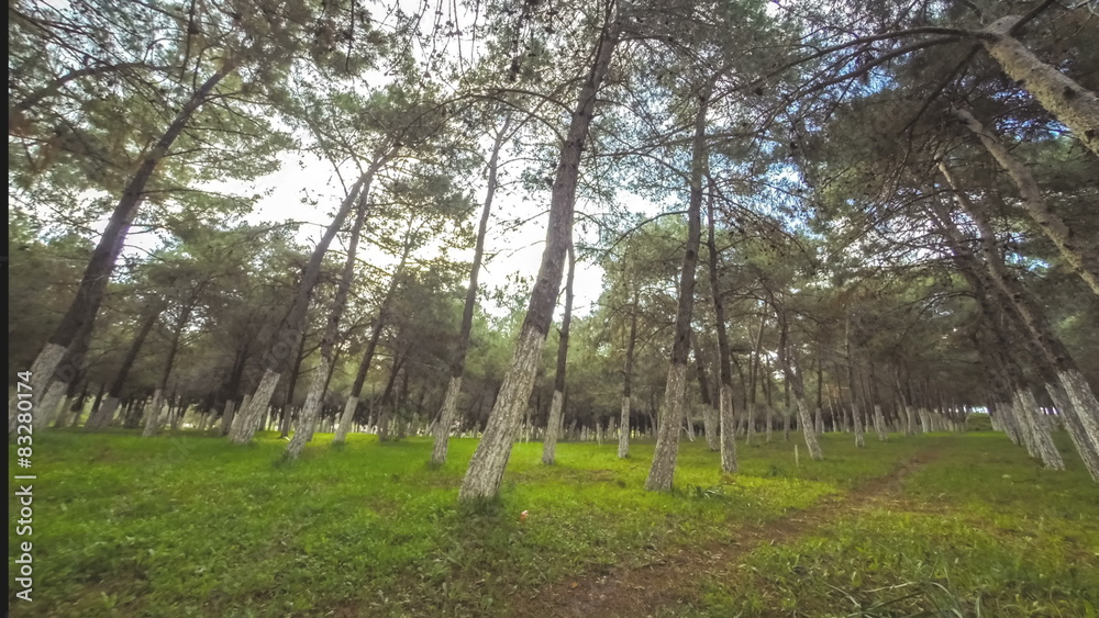 Sunny forest in the morning UHD time lapse Sunny forest in the morning UHD time lapse