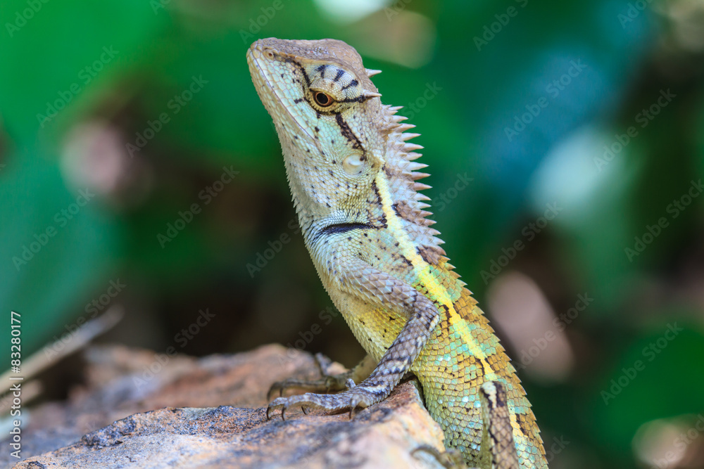 Obraz premium Green crested lizard