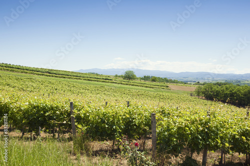 A view of vineyards and blue skies