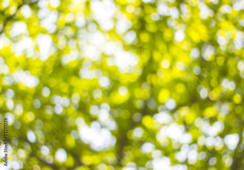 Background Bokeh from the sun under the shade of trees