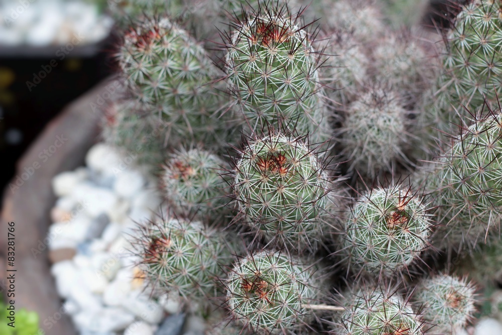 Close of up cactus with the nature Close of up cactus with the nature