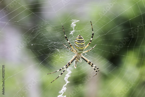 Spider in a garden