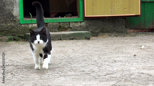 cat runs on the camera