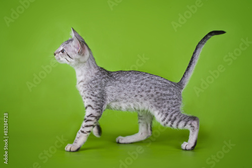 Obraz na płótnie Egyptian Mau kitten isolated on a colored background