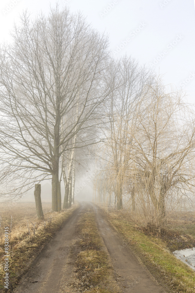 road to fog road to fog