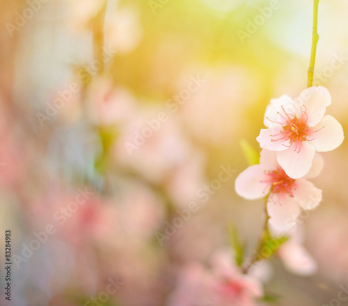 Beautiful peach flower against blured background
