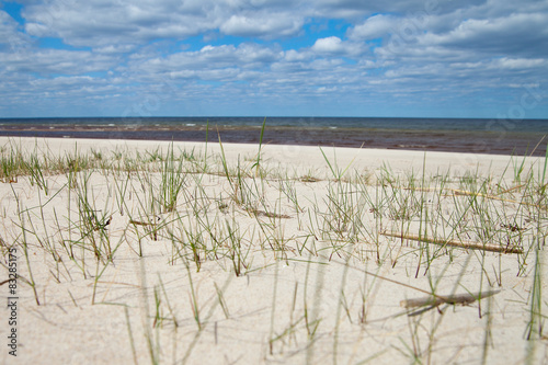 Grass in sand at Baltic sea.