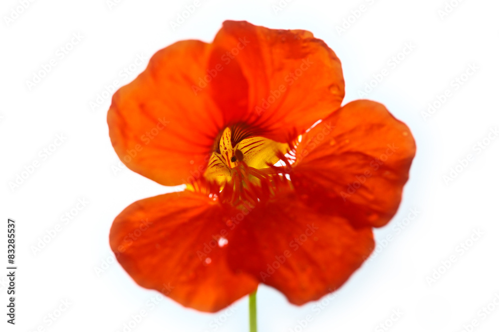 Obraz premium Red flower close up