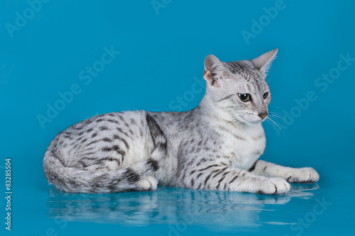 Fotografie Egyptian Mau kitten isolated on a colored background