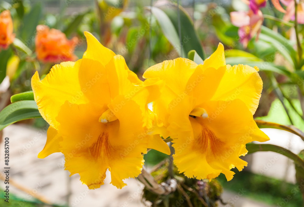 The beautiful of yellow orchid The beautiful of yellow orchid