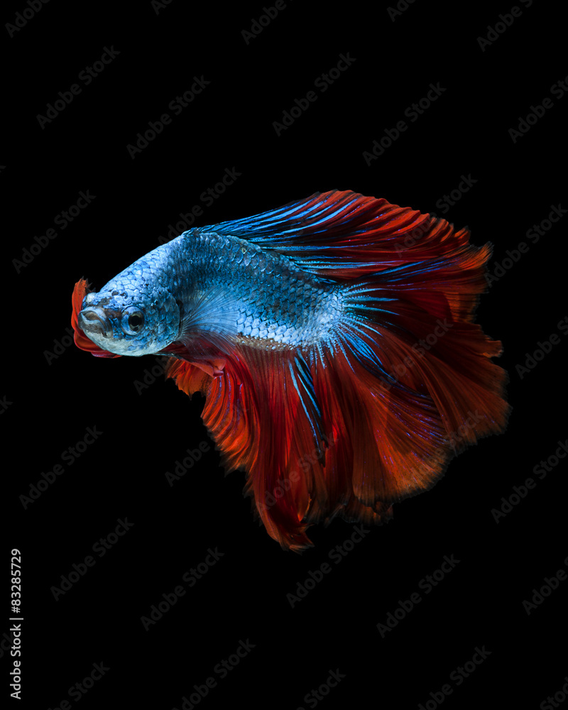 Capture the moving moment of red-blue siamese fighting fish Capture the moving moment of red-blue siamese fighting fish