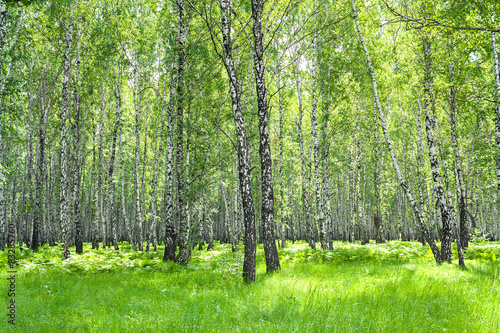 summer  landscape with the birch forest and the sun