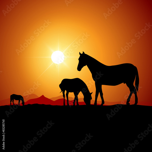 Wild horses