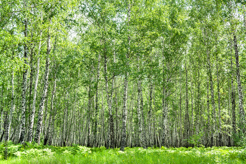 summer landscape with the birch forest