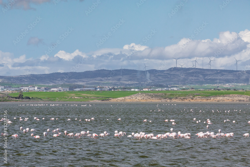 Flamingos in Larnaca Salt Lake
