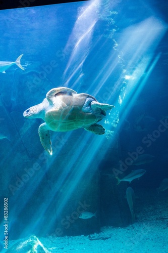Sea turtle swimming in aquarium