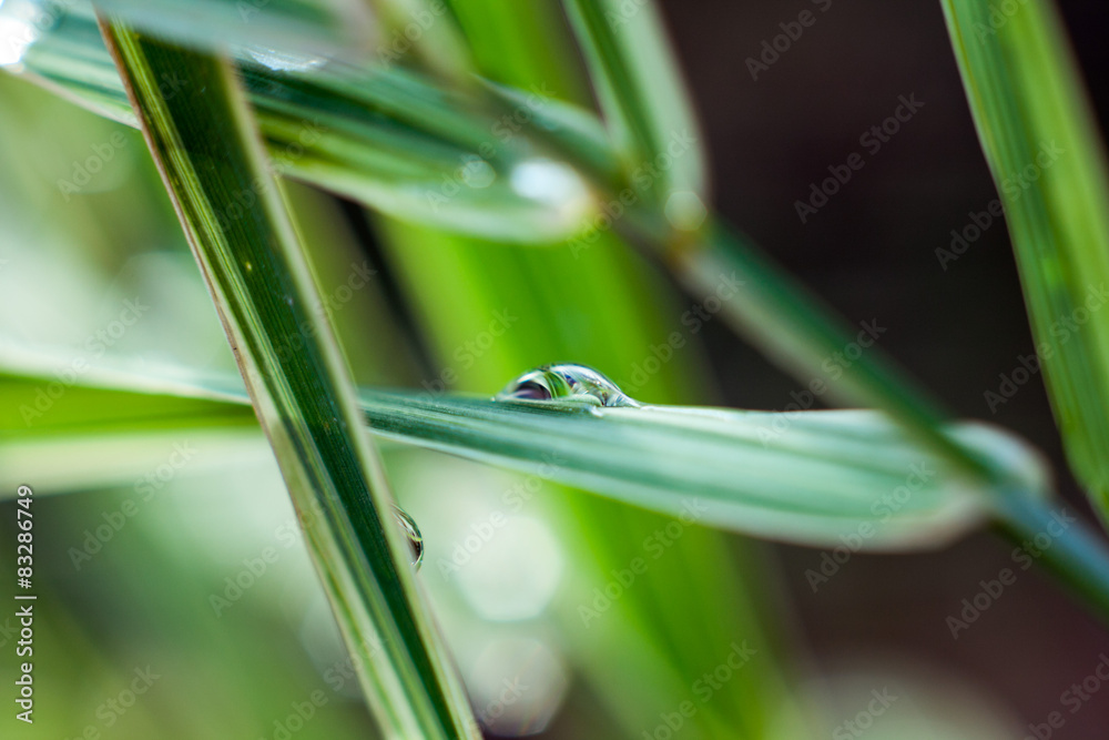 Morning dew on blades of grass during sunrise Morning dew on blades of grass during sunrise