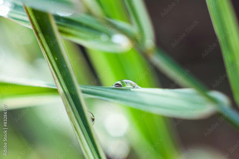Morning dew on blades of grass during sunrise Morning dew on blades of grass during sunrise