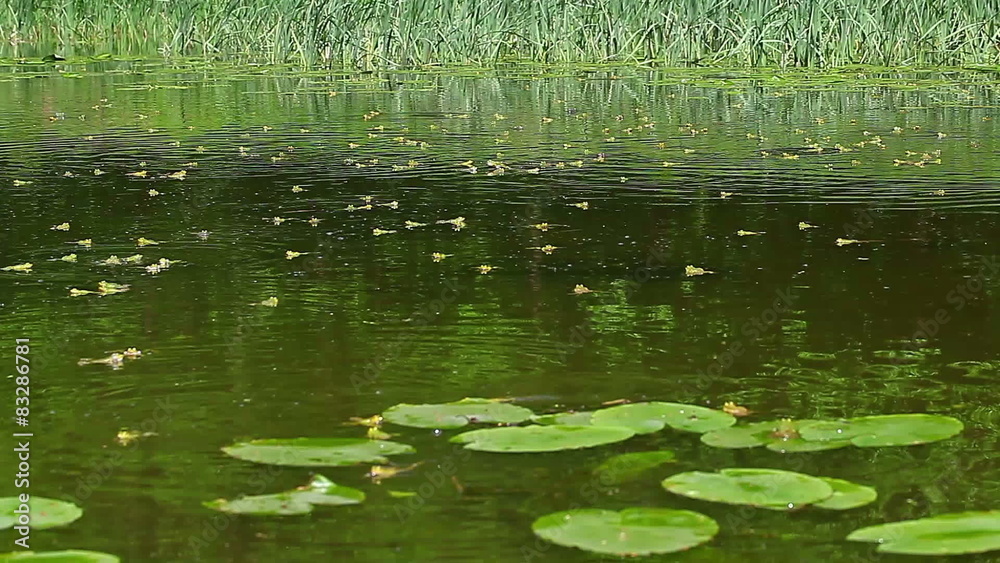 Forest pond with frogs in the spring Forest pond with frogs in the spring