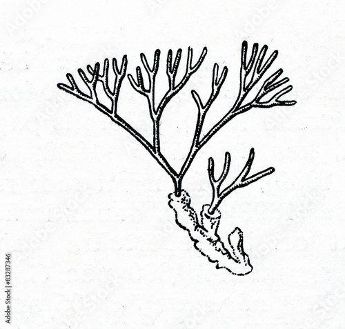 Algae Furcellaria lumbricalis syn. fastigiata photo