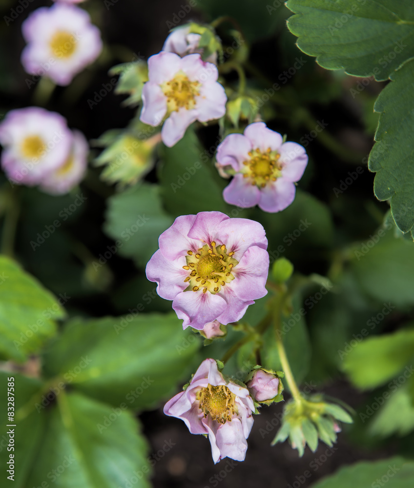 strawberry flowers strawberry flowers