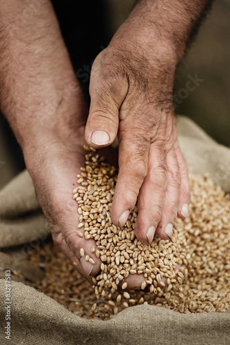 Cloes-up male hands holding grain of wheat