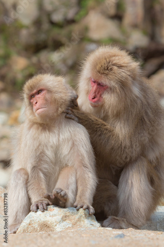 親子の猿 毛づくろい © Daishi Yanagisawa