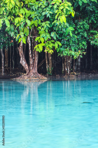 Emerald Pool (Sra Morakot) Krabi province , Thailand.