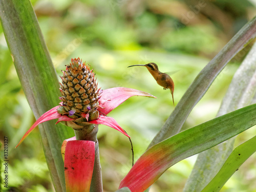 Sandoval lake reddish hermit photo