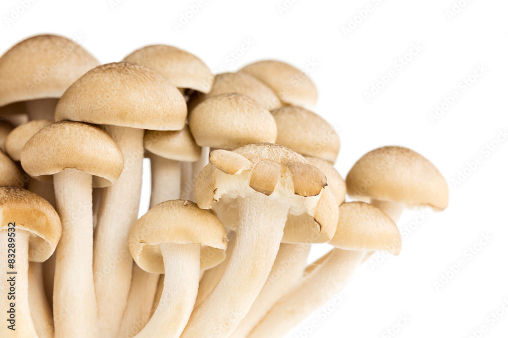 White Bunashimeji mashrooms, isolated on white White Bunashimeji mashrooms, isolated on white