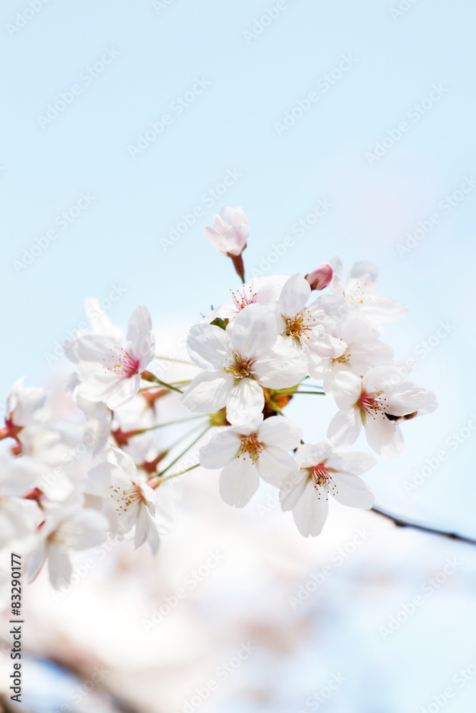 spring tree spring tree