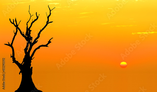 Fototapeta Naklejka Na Ścianę i Meble -  Death tree against sunlight over sky background in sunset.