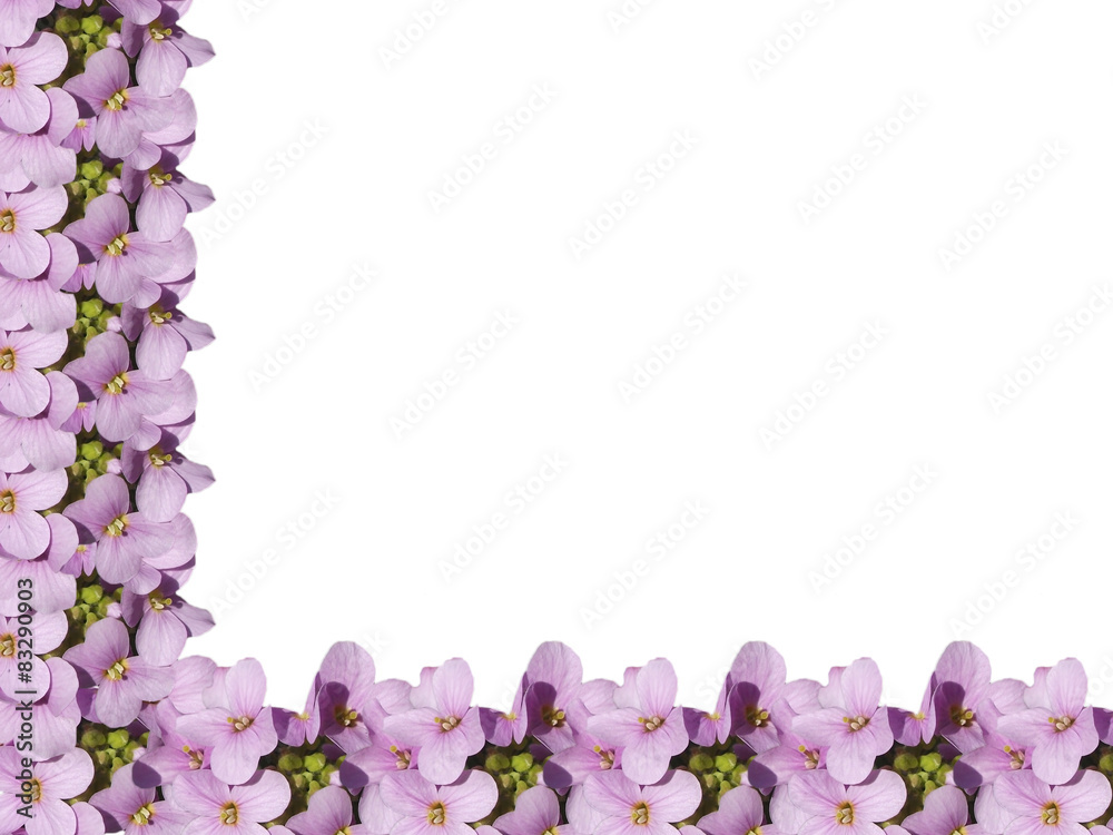 Purple primrose on a white background