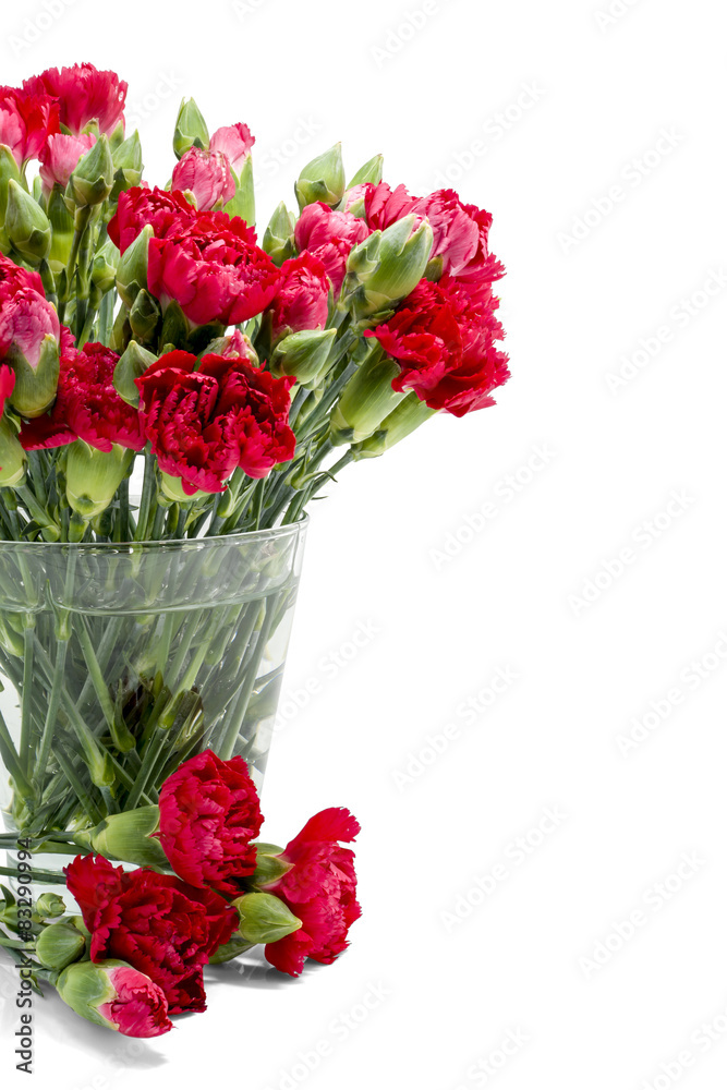 Red carnation in glass vase