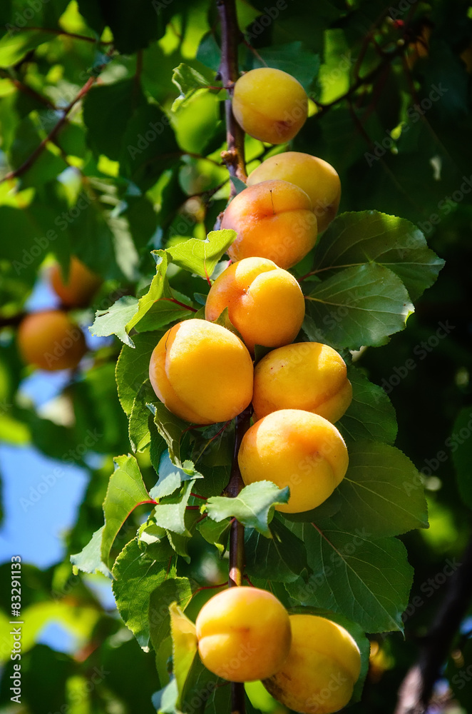 colorful ripe apricots on branch