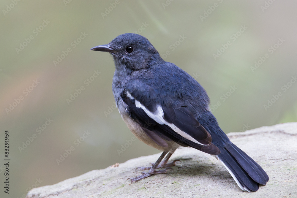 Oriental Magpie Robin standing on stone Oriental Magpie Robin standing on stone