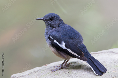 Oriental Magpie Robin standing on stone