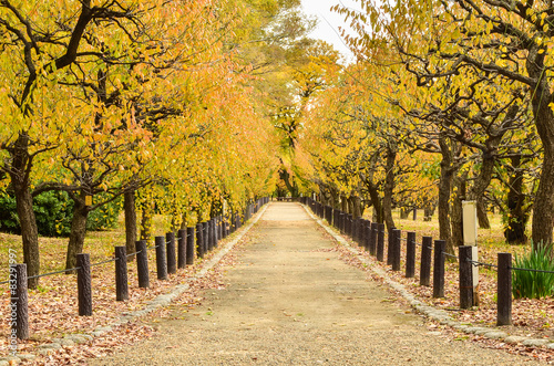 Beautiful Autumn Pathway In The Park