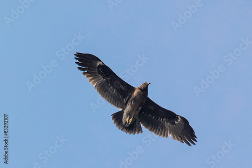 Greater Spotted Eagle flying