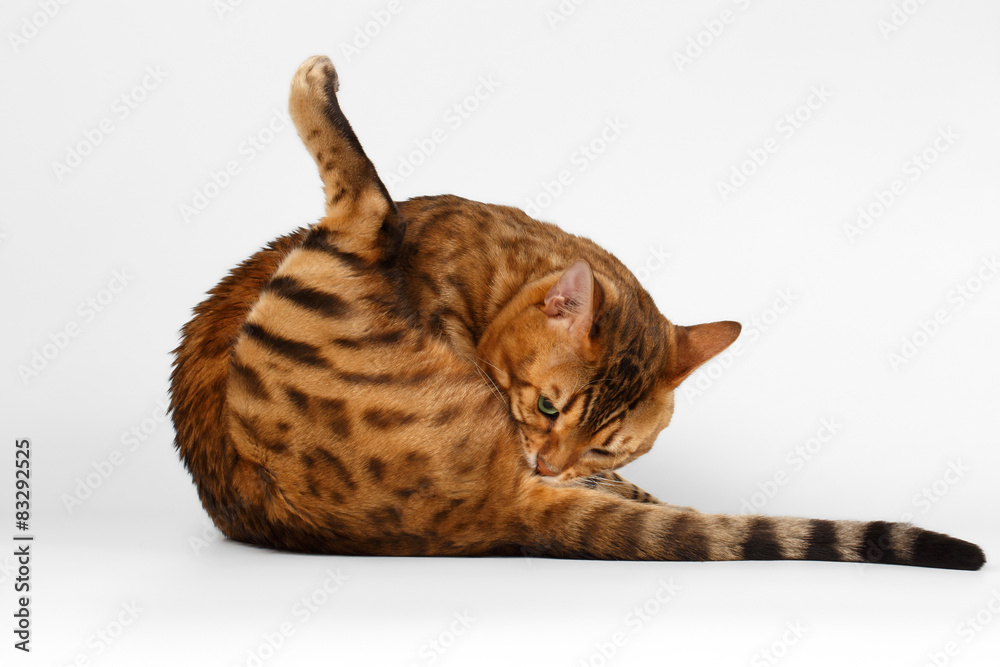Obraz premium Bengal Cat on White background, licked himself ass