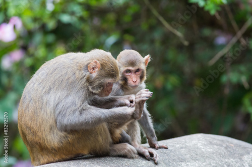 Macaque monkey mother with baby
