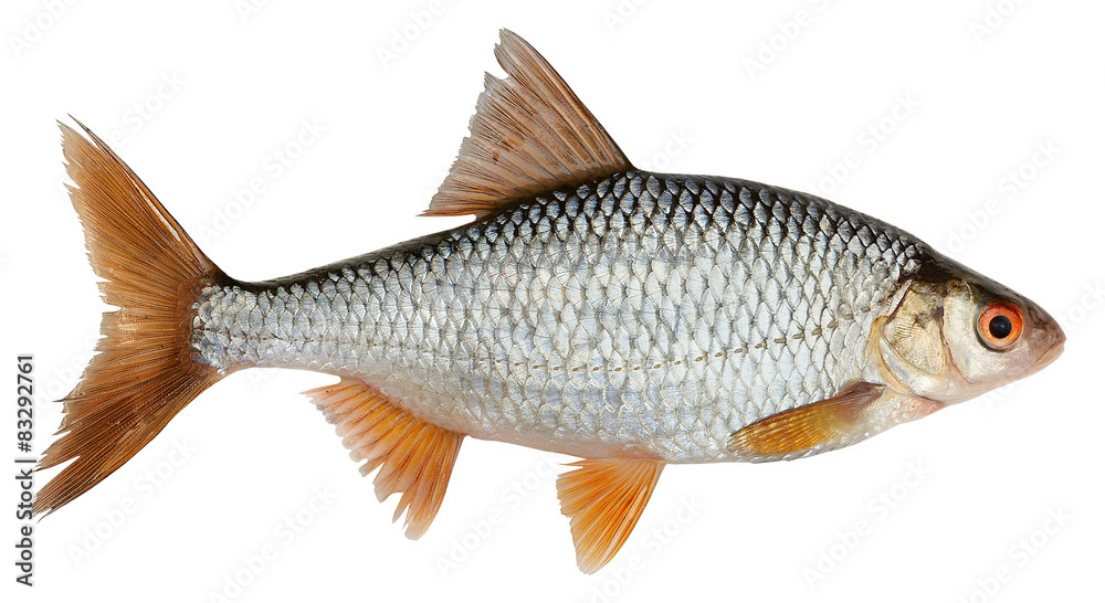 Roach, river fish isolated on white background.