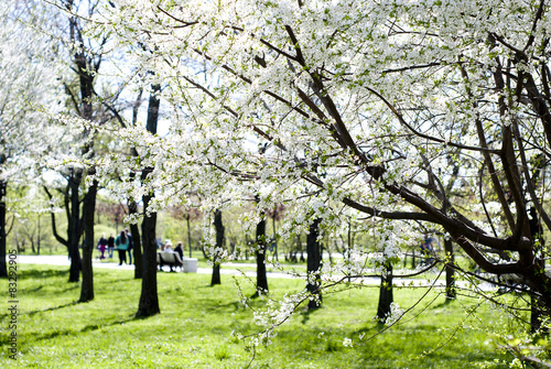 Cherry blossoming. Spring flowers over city park background. 