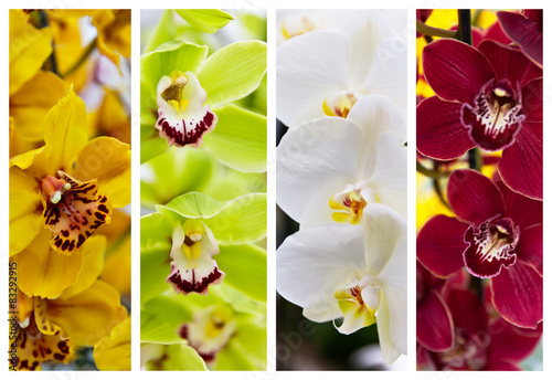 Fototapeta Naklejka Na Ścianę i Meble -  Collage of floral backgrounds orchids