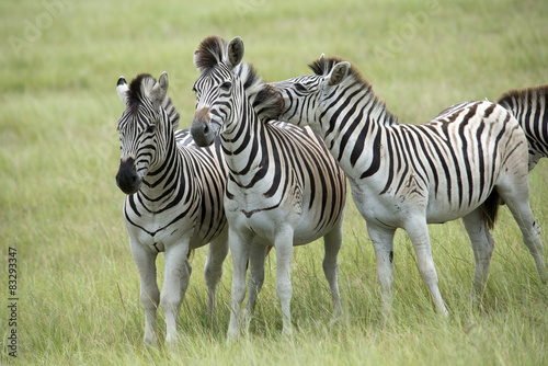 Burchell s Zebra viewed in South Africa
