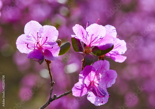 Closeup shot of Rhododendron dauricum flowers photo