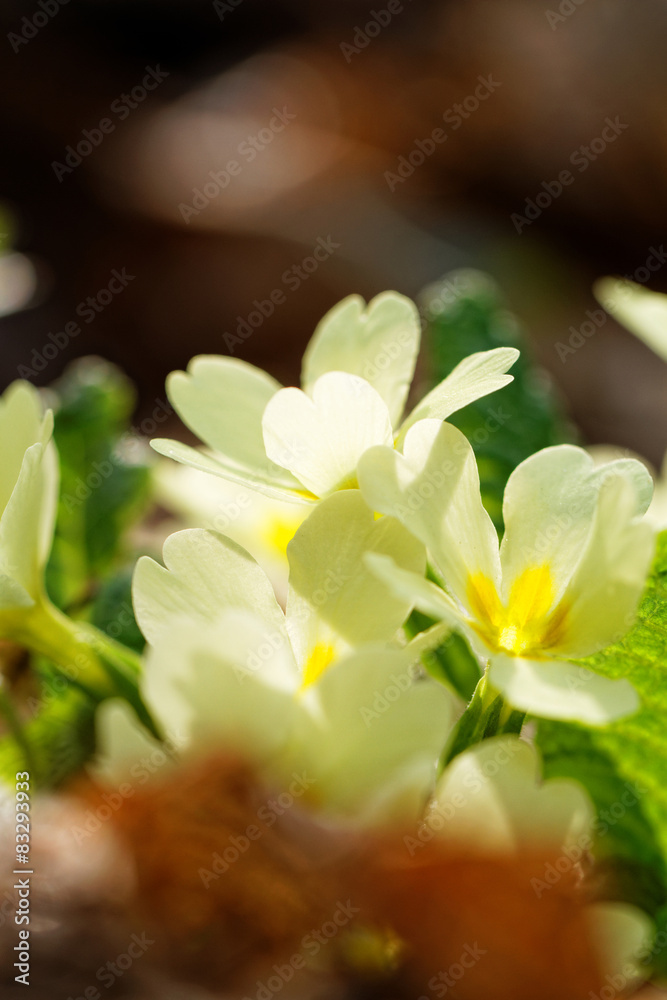 Fototapeta premium Beautiful flower
