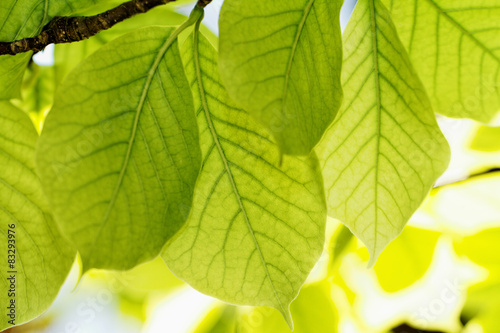 Grean leaves